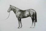 Dansili at Banstead Manor Stud - July 2013, pencil on paper, 40x50cm
