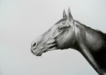 Denman, pencil on paper, 40x50cm