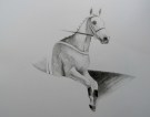 Desert Orchid, pencil on paper, 40x50cm