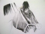 Frankel (Head Study Drawing 1), pencil on paper, 30x30