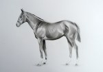 The Chosen One (Frankel As A Foal), pencil on paper, 40x50cm